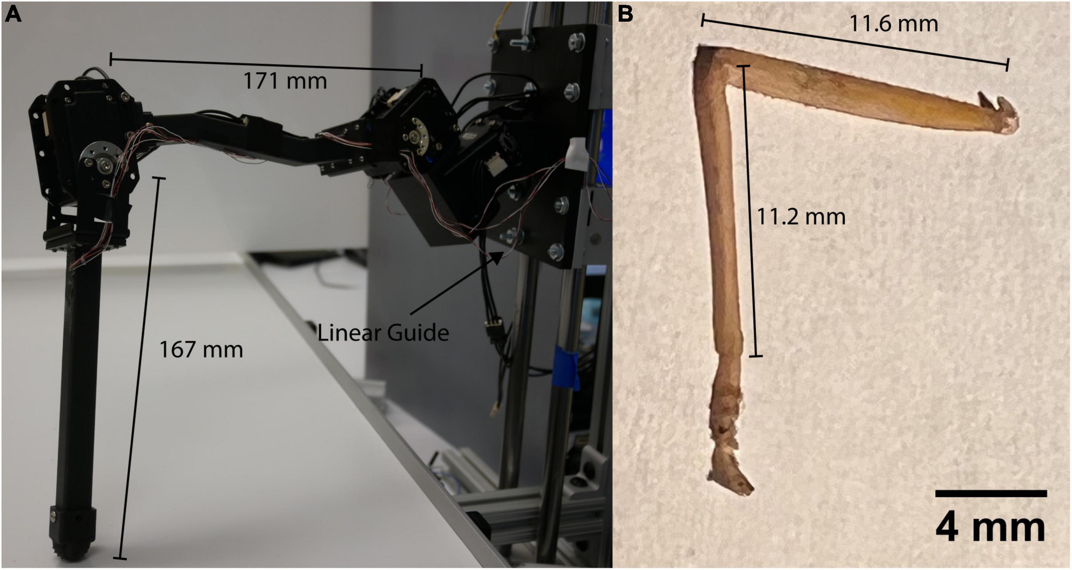 Adaptive load feedback robustly signals force dynamics in robotic model of Carausius morosus stepping